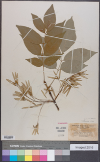 Fraxinus caroliniana image