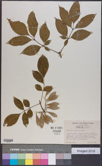 Fraxinus caroliniana image