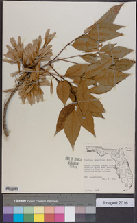 Fraxinus caroliniana image