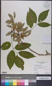 Fraxinus caroliniana image