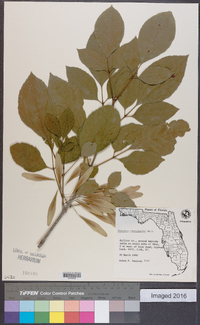 Fraxinus caroliniana image