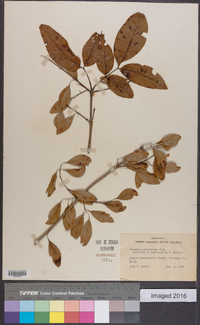 Fraxinus caroliniana image