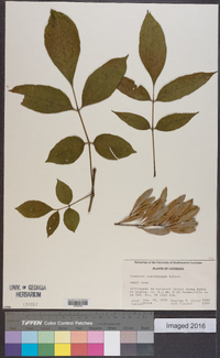 Fraxinus caroliniana image