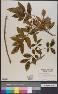 Fraxinus caroliniana image