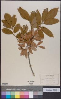 Fraxinus caroliniana image