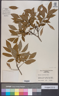 Fraxinus caroliniana image