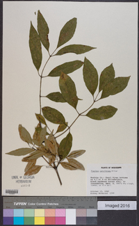 Fraxinus caroliniana image
