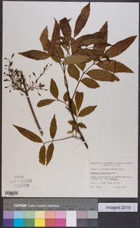 Fraxinus caroliniana image