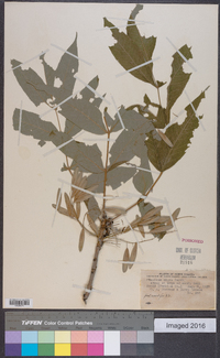 Fraxinus nigra image