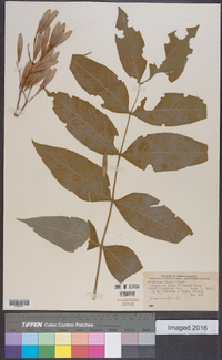 Fraxinus nigra image