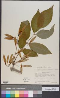 Fraxinus profunda image