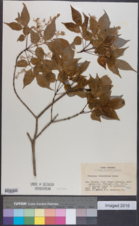 Fraxinus sieboldiana image