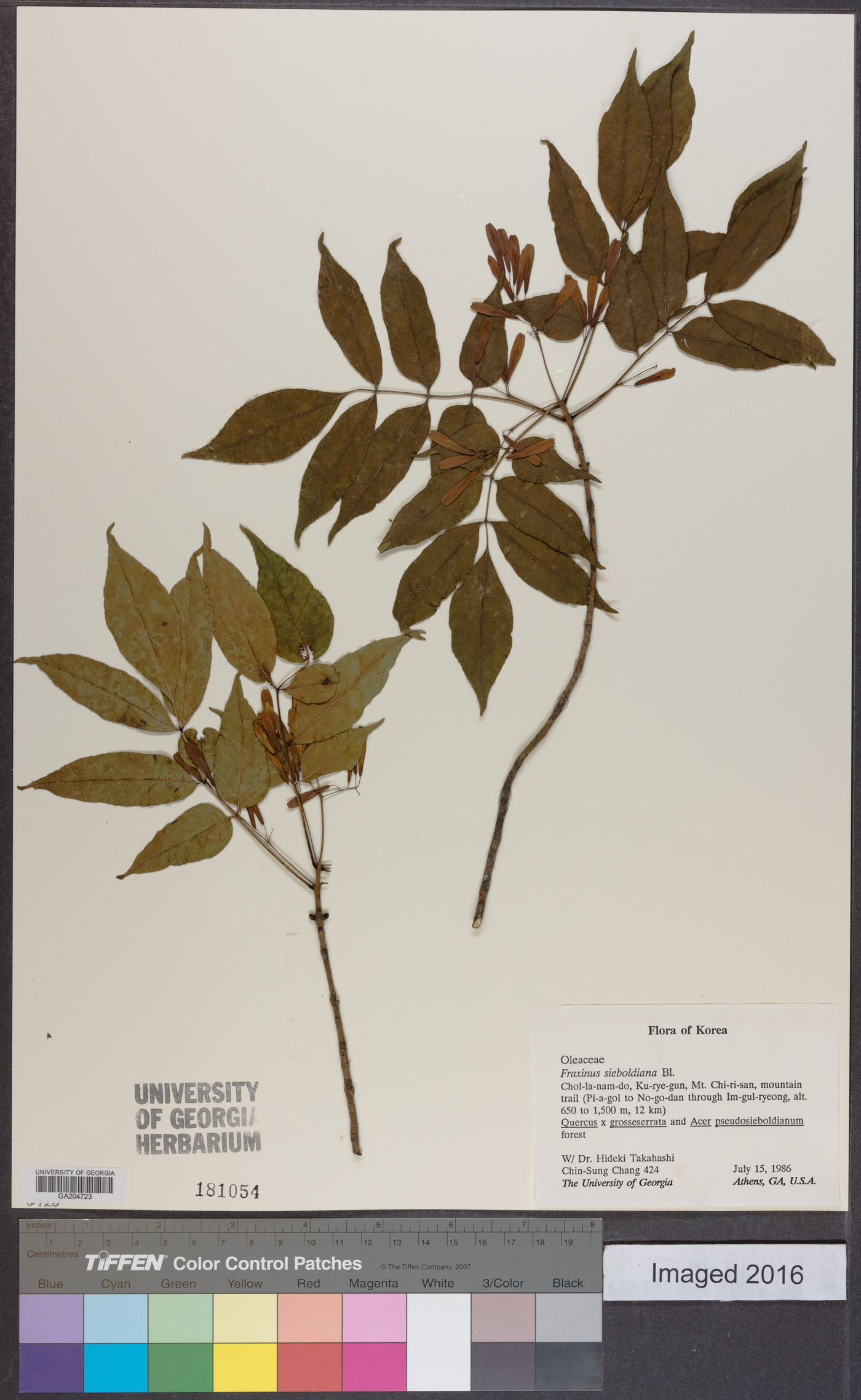 Fraxinus sieboldiana image