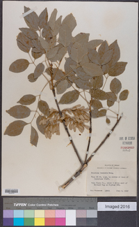 Fraxinus texensis image