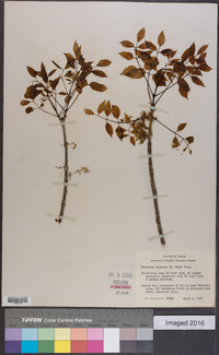 Fraxinus texensis image