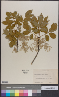 Fraxinus texensis image