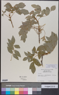 Fraxinus velutina image