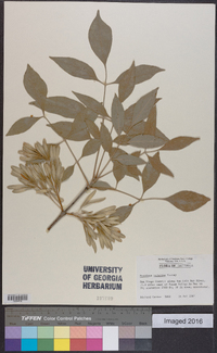 Fraxinus velutina image