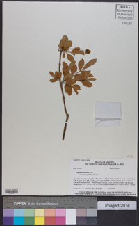 Fraxinus velutina image