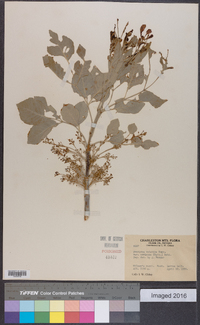 Fraxinus velutina image