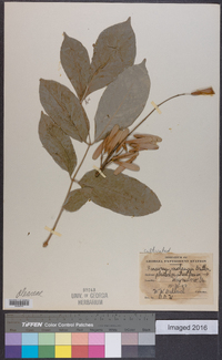 Fraxinus michauxii image