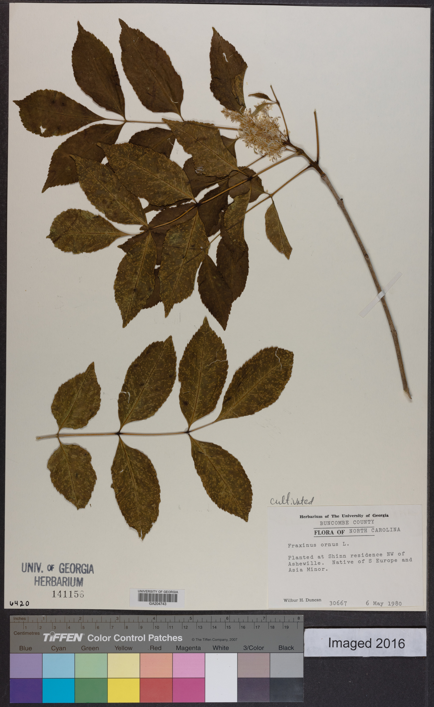 Fraxinus ornus image