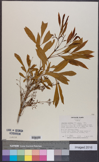 Fraxinus velutina image