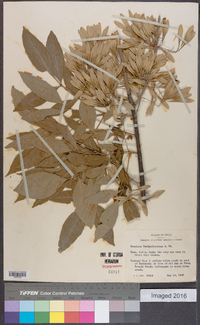 Fraxinus berlandieriana image