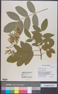 Fraxinus latifolia image