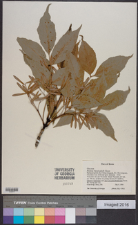 Fraxinus chinensis subsp. rhynchophylla image