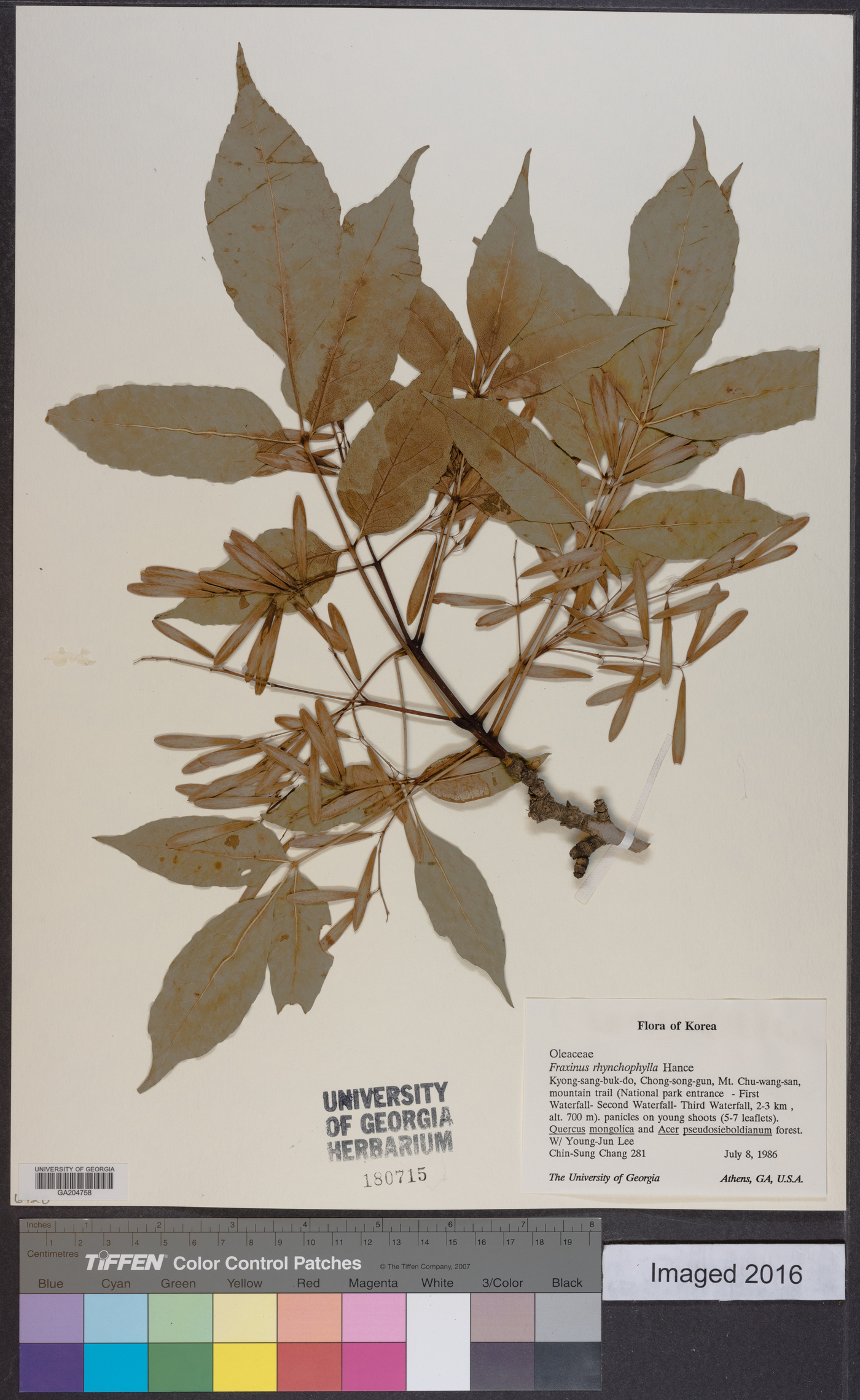 Fraxinus chinensis image