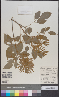 Fraxinus griffithii image