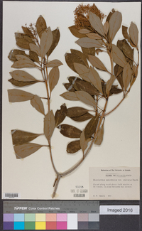 Haenianthus salicifolius image