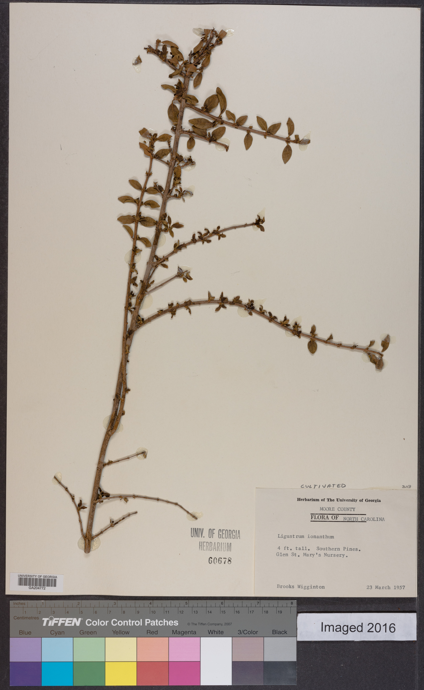 Ligustrum delavayanum image