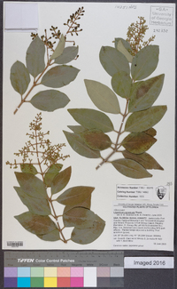 Ligustrum japonicum image