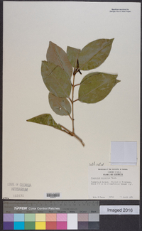 Ligustrum japonicum image