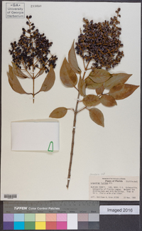 Ligustrum lucidum image