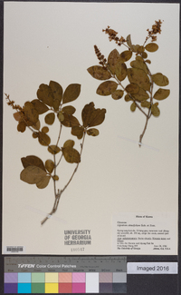 Ligustrum obtusifolium image