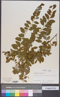 Ligustrum sinense image