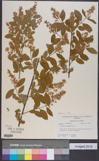 Ligustrum sinense image