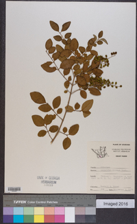 Ligustrum sinense image