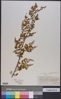 Ligustrum sinense image