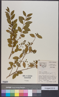 Ligustrum sinense image