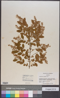 Ligustrum sinense image