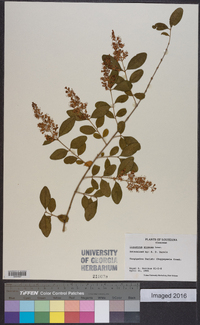 Ligustrum sinense image