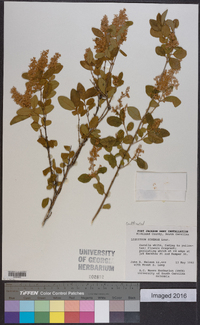 Ligustrum sinense image