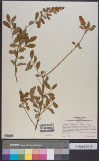 Ligustrum sinense image