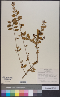 Ligustrum sinense image