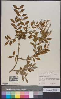 Ligustrum sinense image