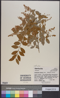 Ligustrum sinense image